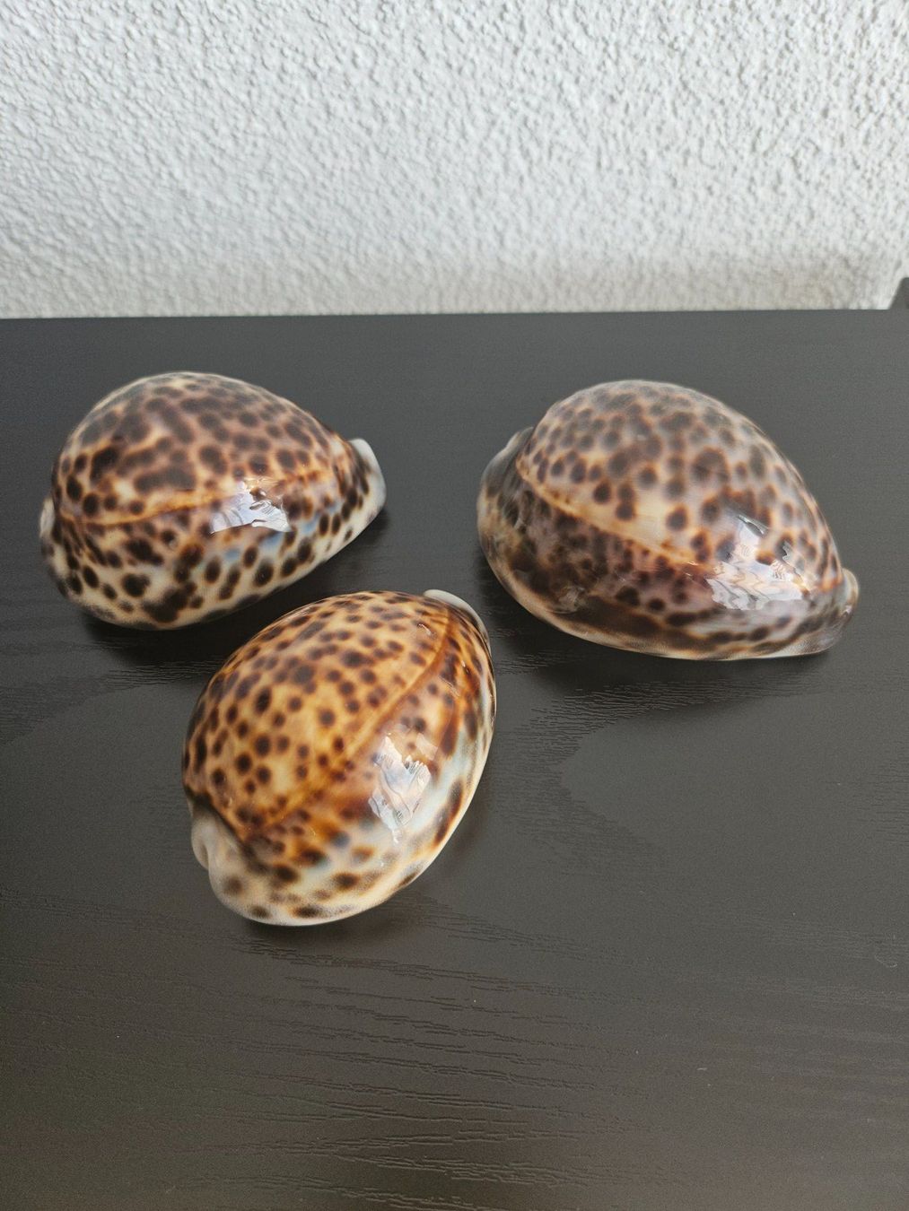 Fossili: Muscheln und Schneckenhäuser-Set – Usato da Rafz venduto da Domimir 2