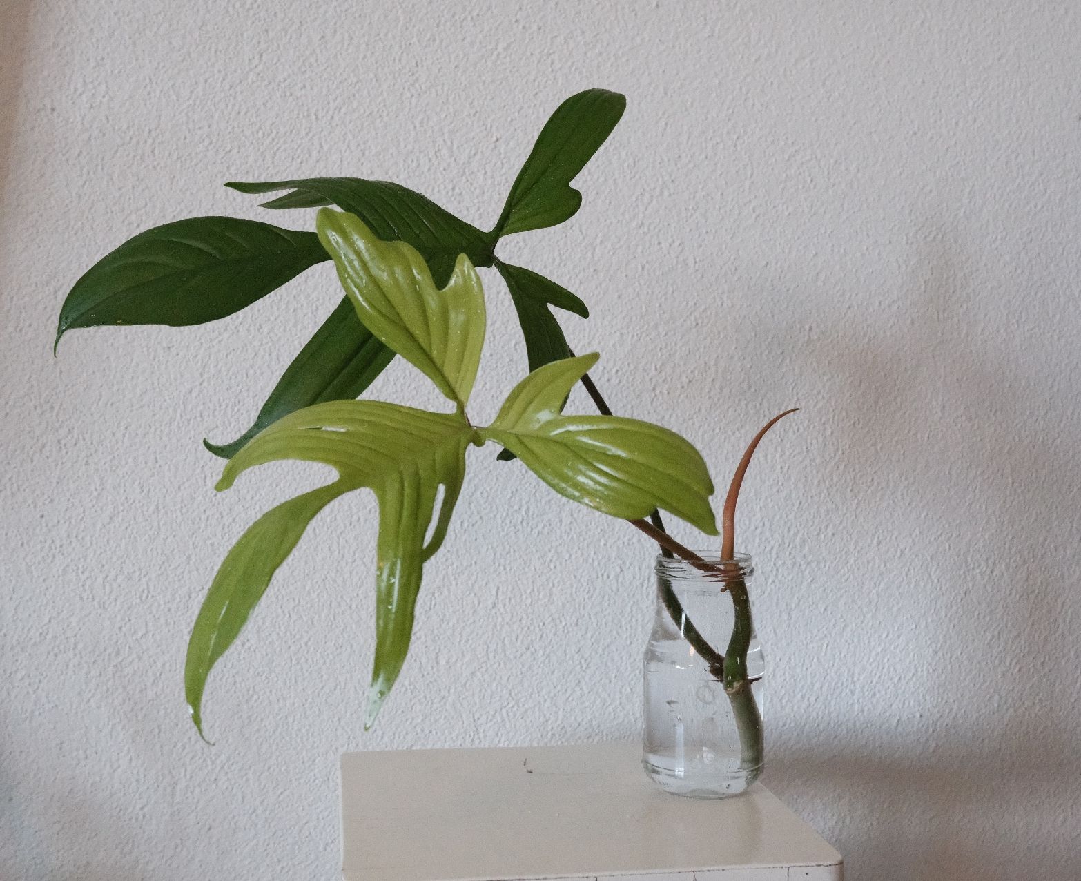 Pflanzen & Samen: Philodendron Florida Ghost Kopfsteckling – Neu (gemäss Beschreibung) aus Ballwil von Mirjam789