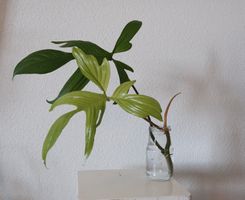 Philodendron Florida Ghost Kopfsteckling