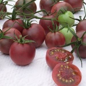 Plantes & graines: Tomate cerise chocolat   RARE  10g – Neuf (Voir description) à Bremblens par FIBONACCI369 2
