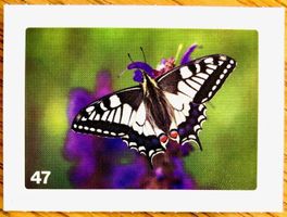 Migros Nature Detectives - Bild Nr. 47