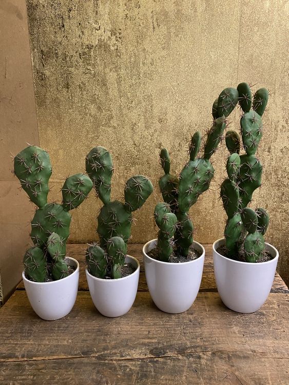 Kunstpflanzen Set - 4 Kakteen - 2 Chili (Gebraucht) in Hgendorf fr CHF 8   mit Lieferung auf Ricardo kaufen
