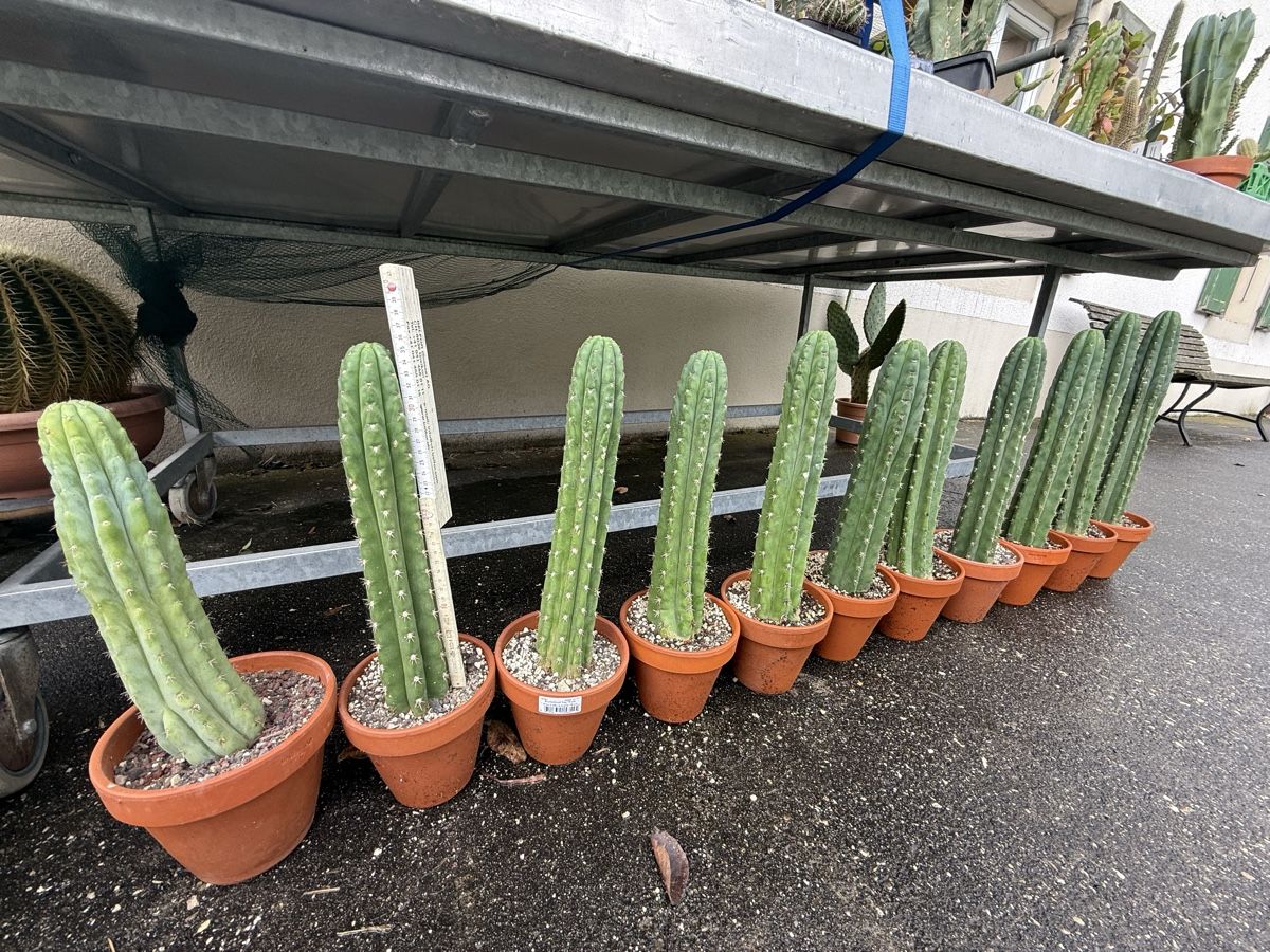 Pflanzen & Samen: Trichocereus – Neu (gemäss Beschreibung) aus Develier von Cactus_jura 1
