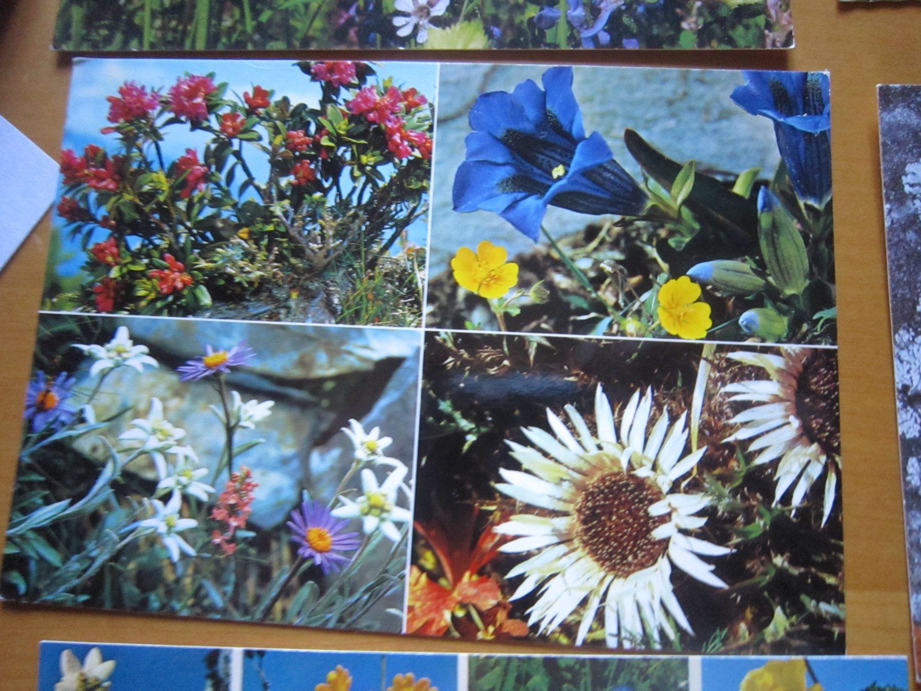 Ansichtskarten: No 2 Postkarten Bergblumen – Gebraucht aus Gordola von Polentaefung 3