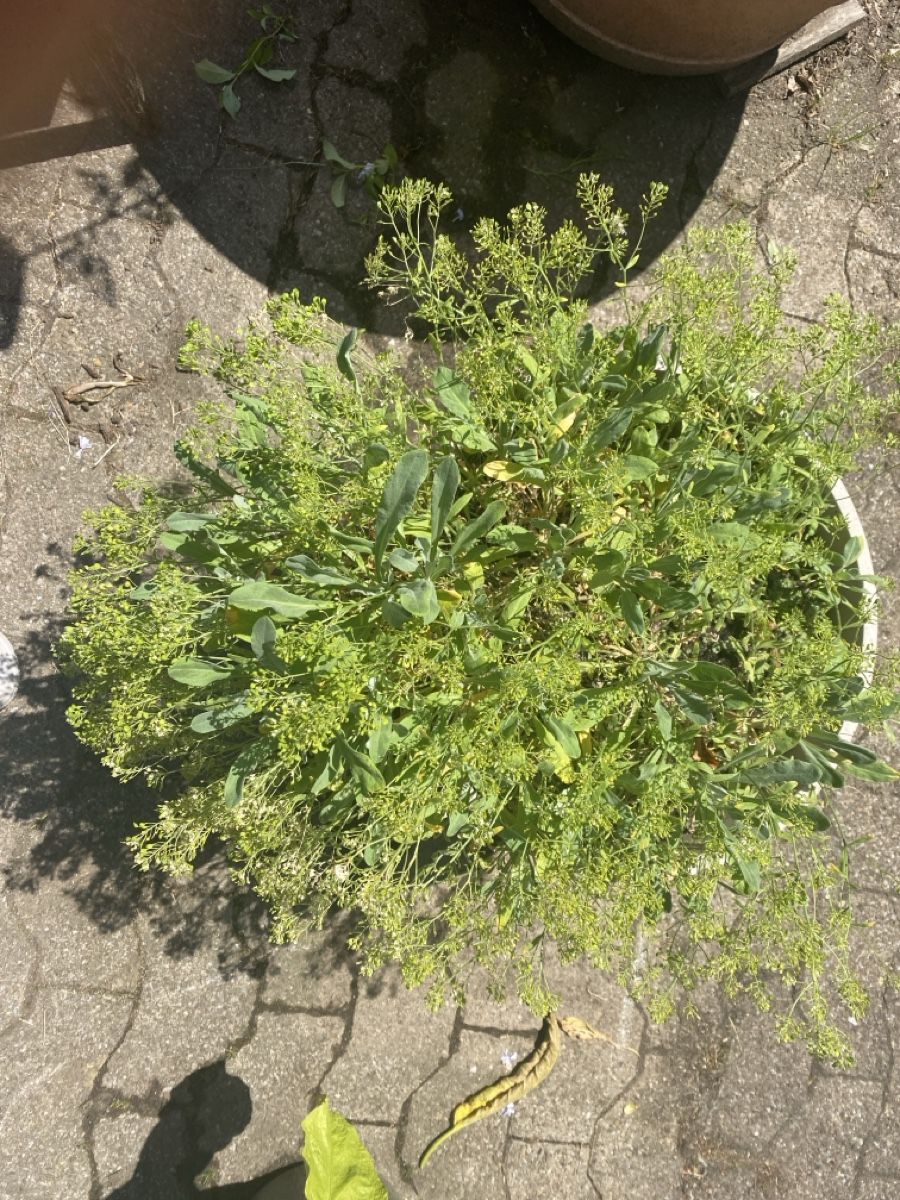Piante & sementi: Garten – Usato da Krummenau venduto da Schmudel 1