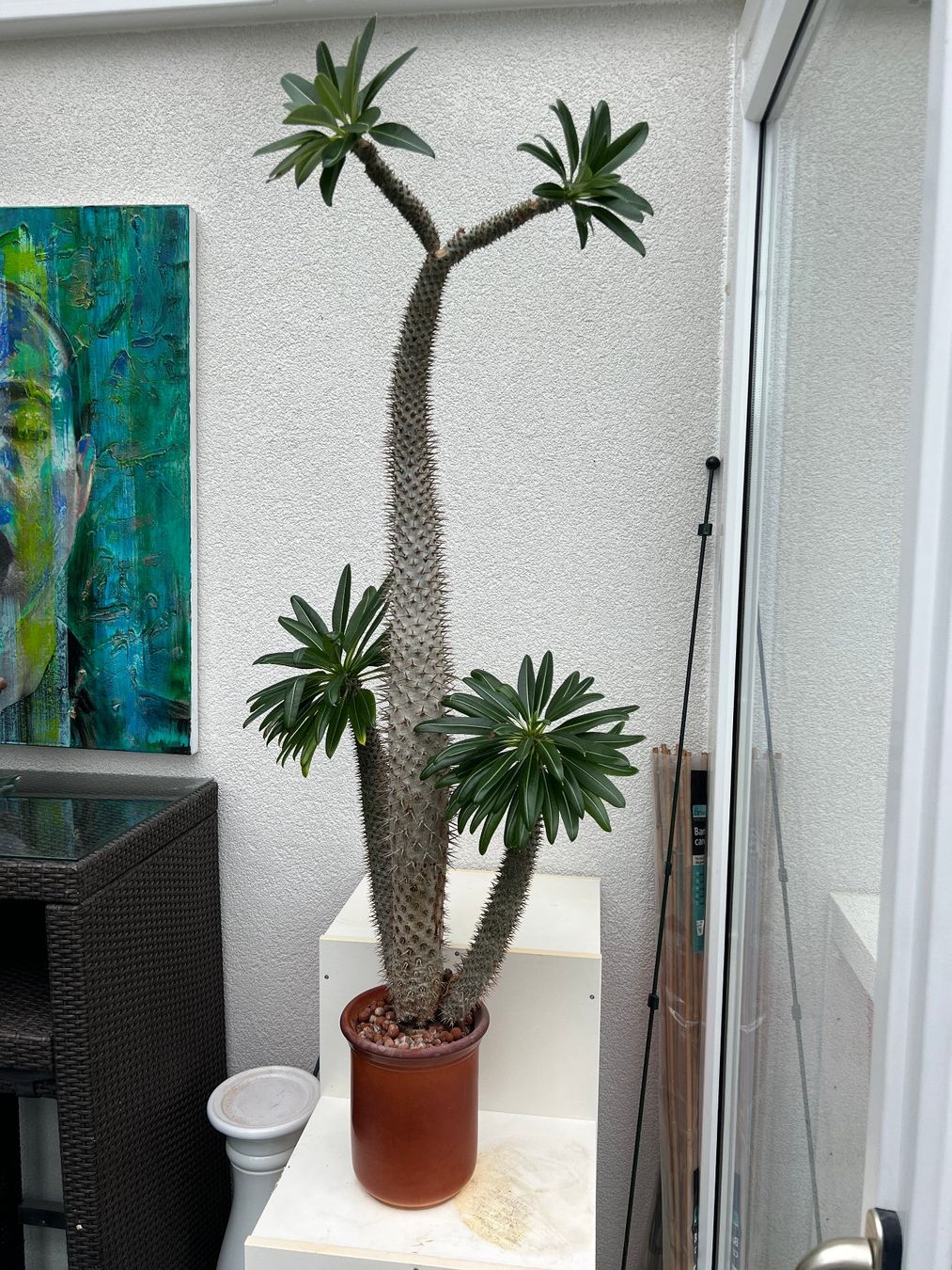 Kaktus - Madagaskar Palme (Gebraucht) in Aesch BL fr CHF 71  nur Abholung  auf Ricardo kaufen