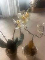 Weisse Orchideen 2 Stück
