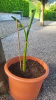Junge Bananenpalme (Musa basjoo)