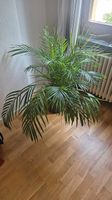 Goldfruchtpalme XL inkl. Kunstostoff-Topf von Feey