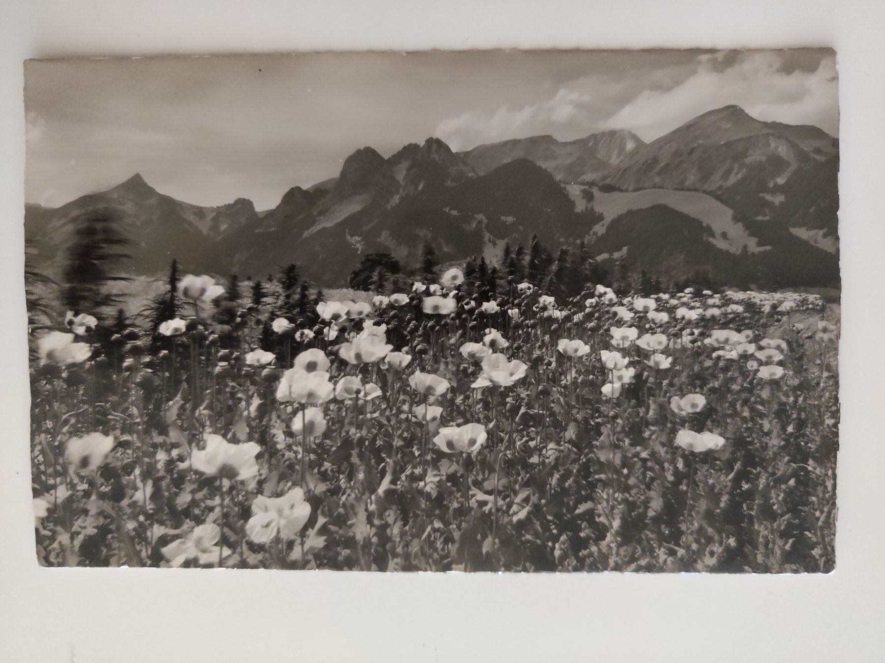 Cartoline postali: Blühender Mohn am Rossberg! dat. 1951 – Usato da Ohmstal venduto da Lebensfreude05