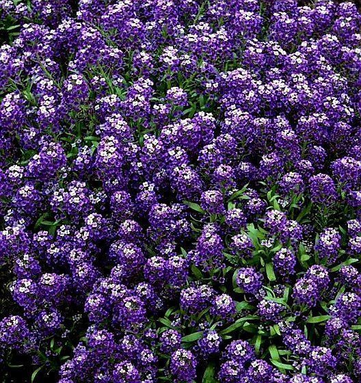 Pflanzen & Samen: 50 SAMEN STEINKRAUT ALYSSUM "VIOLET QUEEN" – Neu und originalverpackt aus Rovio von POSITIFFARTandPLANTS 2
