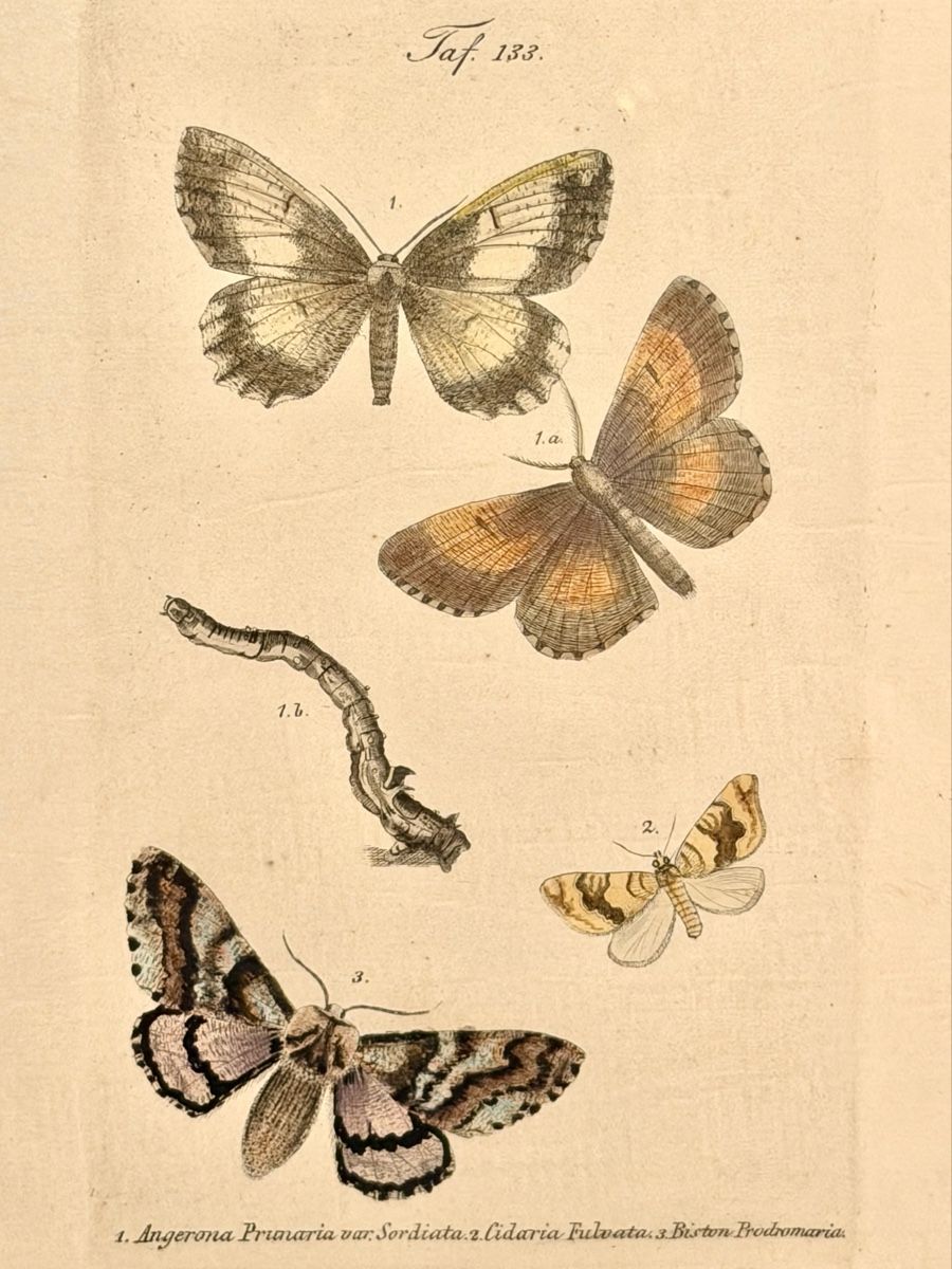 Grafica & Litografie: LITHOGRAPHIC LEAVES, butterfly motif, framed – Usato da Lausanne venduto da vas_mbk2 1