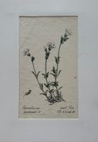 Lithographie um 1800, Botanik, RAR!