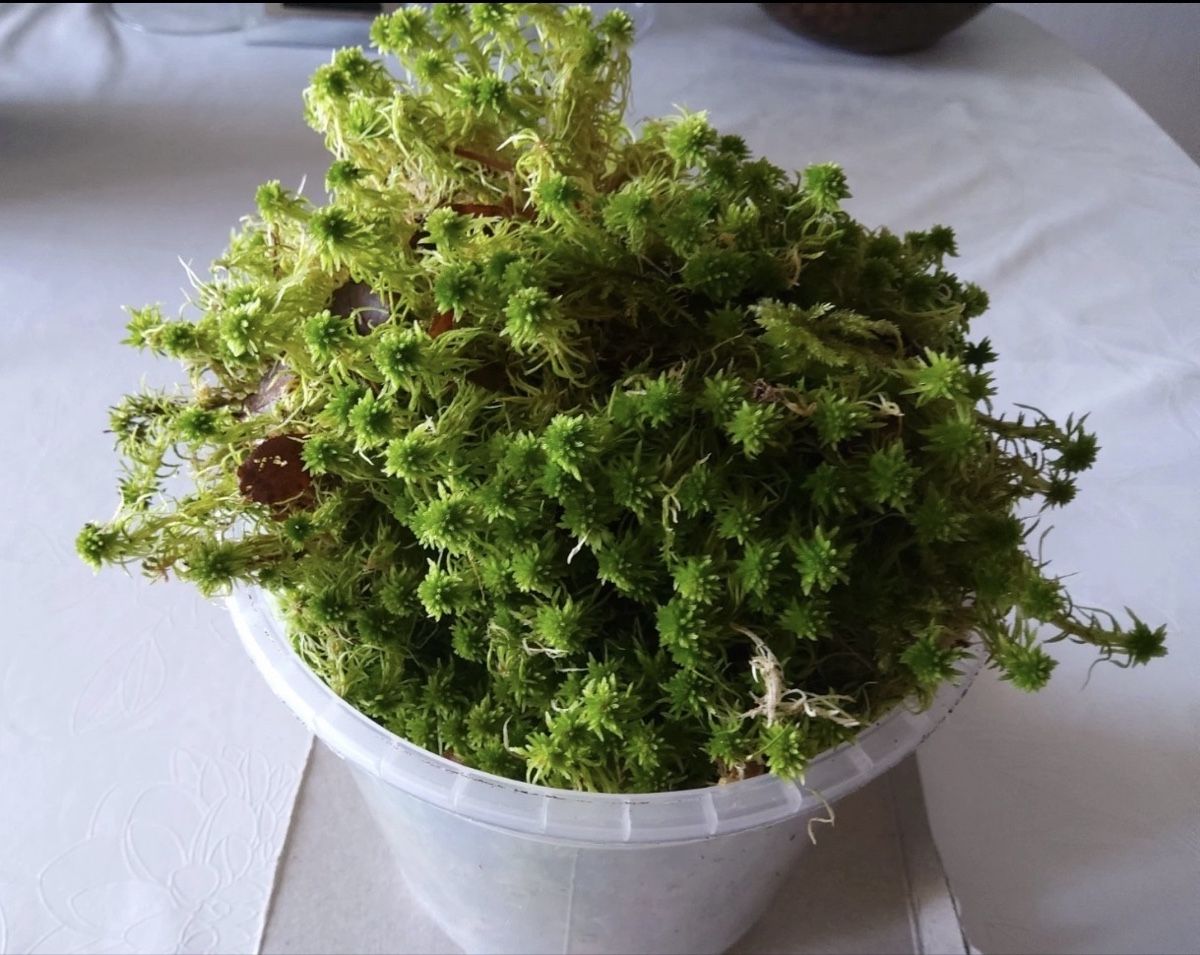 Piante & sementi: Moos Sphagnum 1 liter – Nuovo (secondo la descrizione) da Zug venduto da sir_pk