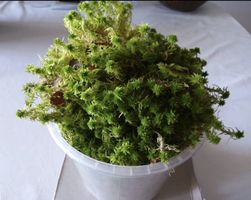 Moos Sphagnum 1 liter