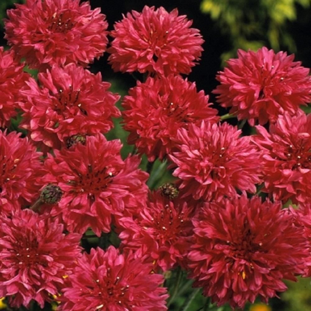 Pflanzen & Samen: 200 Samen Kornblume RED BOY – Neu (gemäss Beschreibung) aus Ehrendingen von VerveinaSamen 3