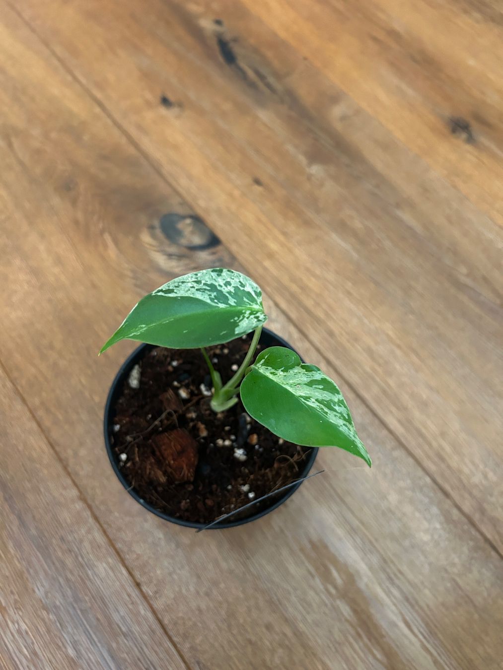 Pflanzen & Samen: Monstera Bulbasur💚 – Neu und originalverpackt aus Wattwil von Mikesplantshop 1