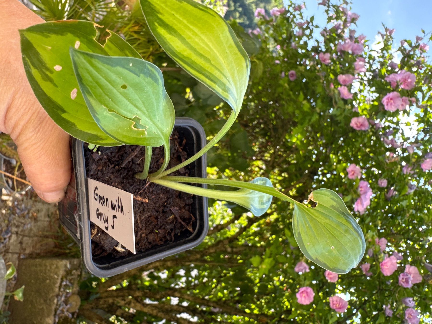 Piante & sementi: Hosta Green With Envy 5 – Usato da Lajoux JU venduto da Briard0 1
