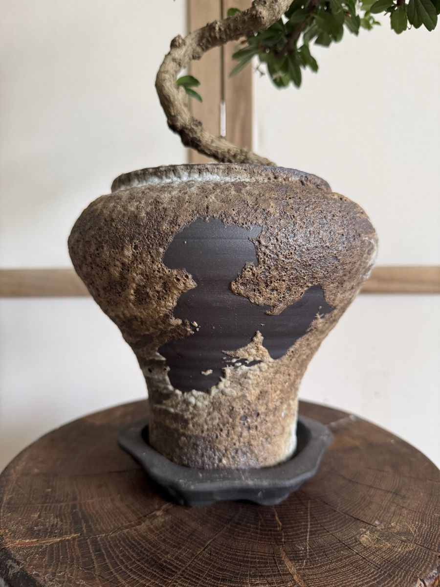 Pflanzen & Samen: Fukientee Bonsai 50cm – Gebraucht aus Rümlang von Gruseh.ch 6