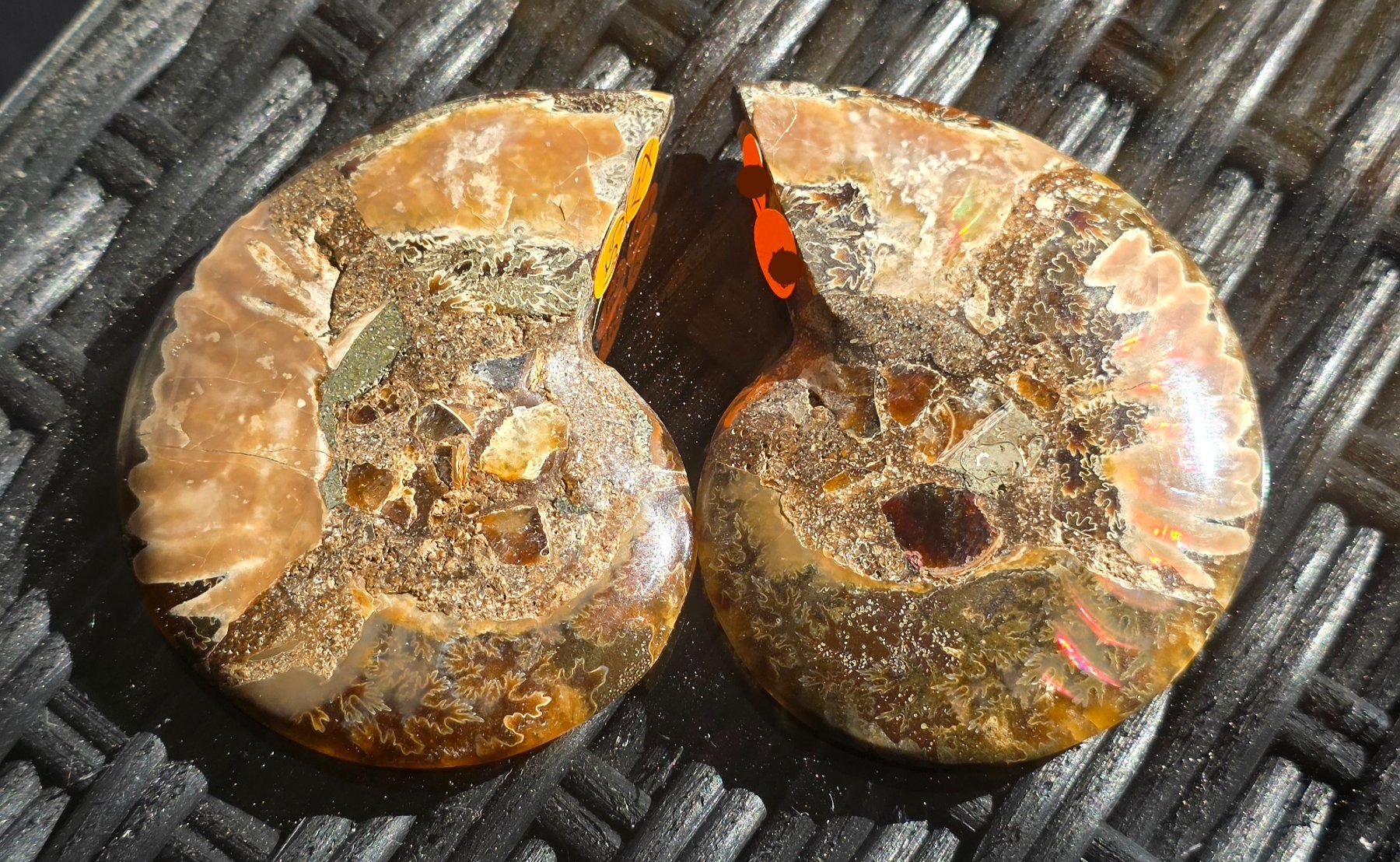 Fossili: Ammoniten Paar P7 65g – Nuovo e nell'imballaggio originale da Matzingen venduto da Shay_Crystalz 1