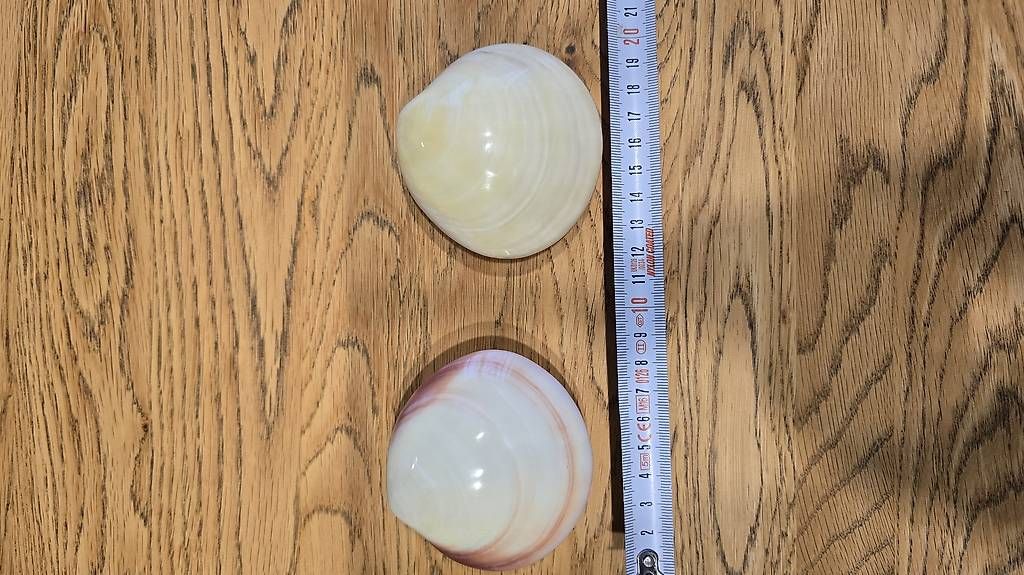 Lampade: Lava Shell Massage clam – Usato da Zürich venduto da Botoro32 3