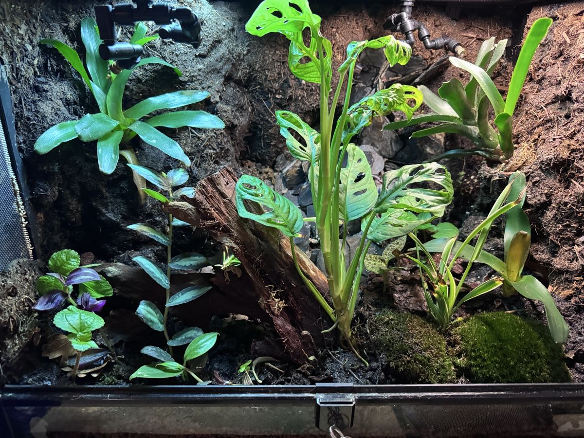 Terrariums: Regenwald Terrarium – Neuf (Voir description) à Aarburg par Acid84 2