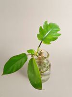 Philodendron mayoi Steckling
