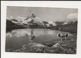 AK 1949 Zermatt Stellisee mit Matterhorn und 🐮