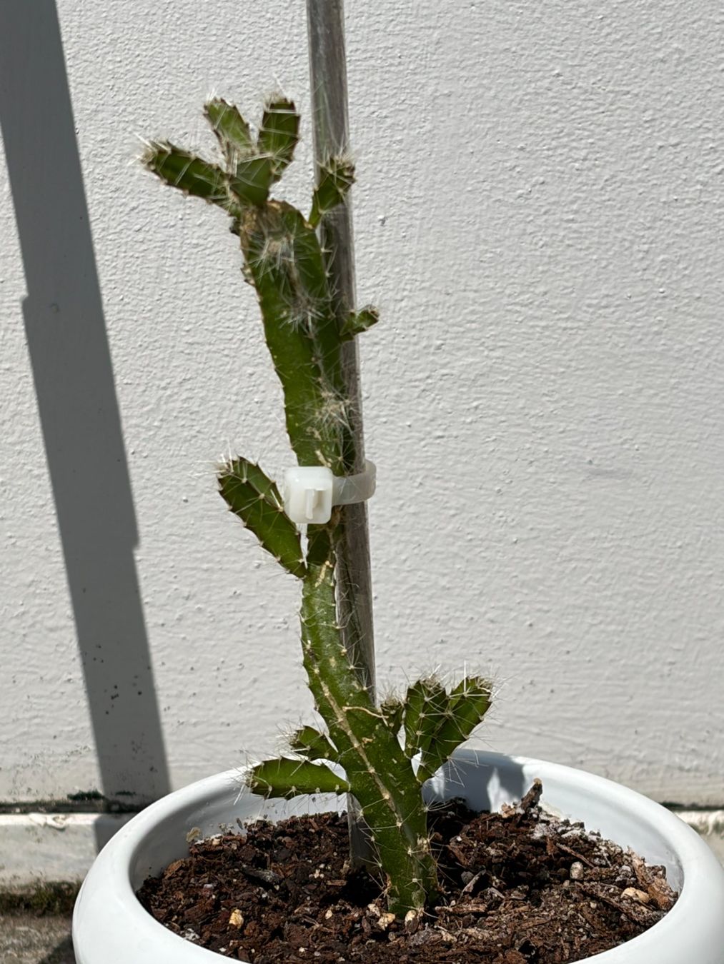 Pflanzen & Samen: Drachenfrucht-Pflanzen, (rotfleischige Drachenfrucht) – Gebraucht aus Boll von NRie 2