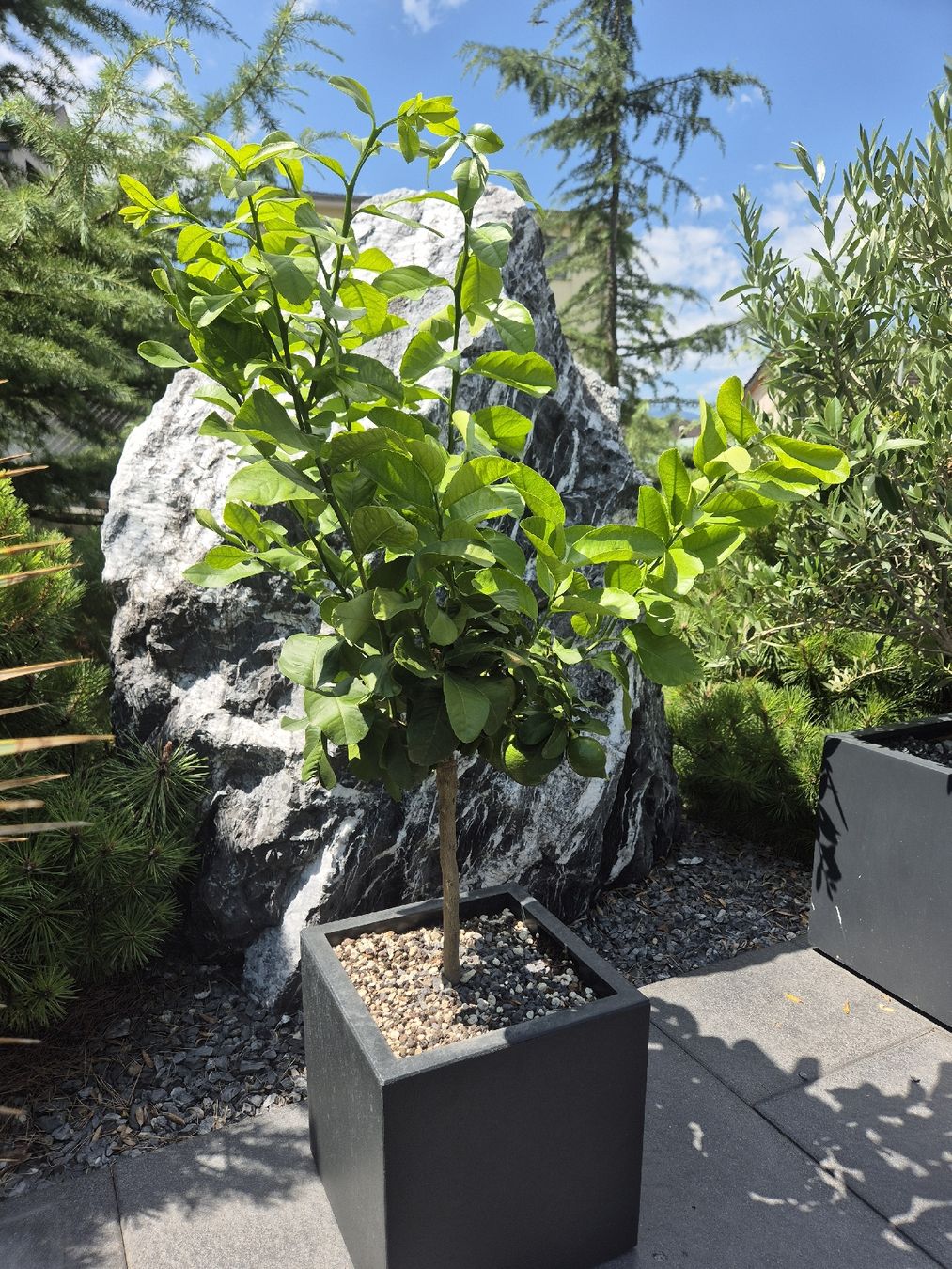 Pflanzen & Samen: Zitronenbaum mit Topf – Neu und originalverpackt aus Schaanwald von Gismo034