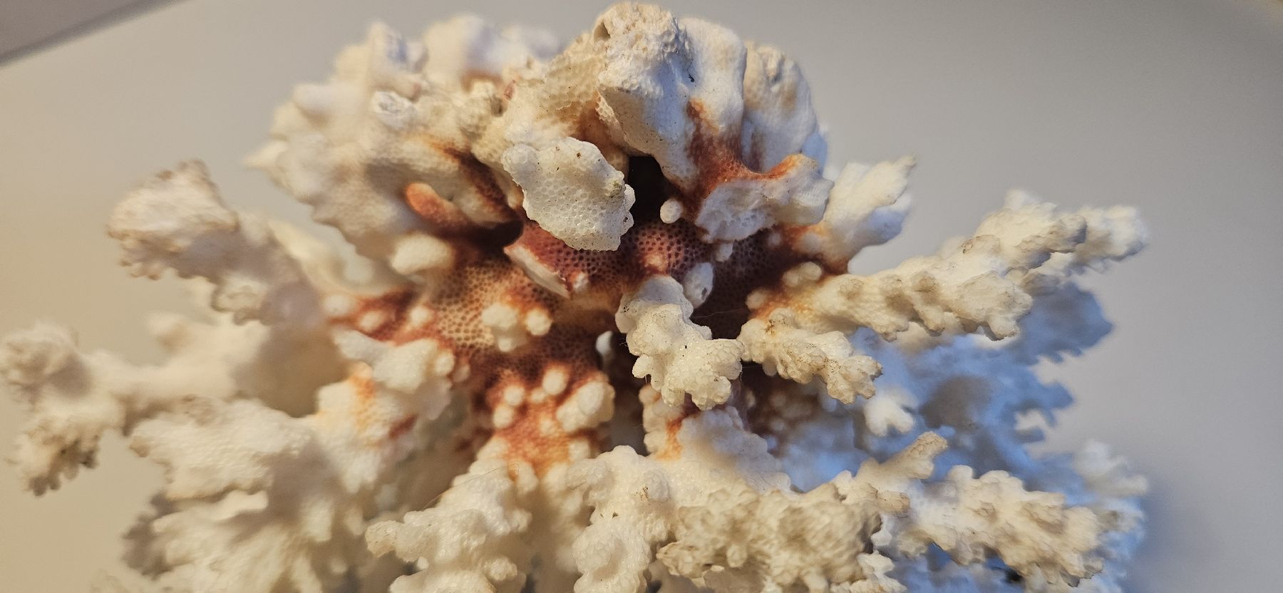 Fossili: Echte Koralle, Steinkoralle  – Usato da Belp venduto da Ginus85 1