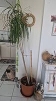 Pianta