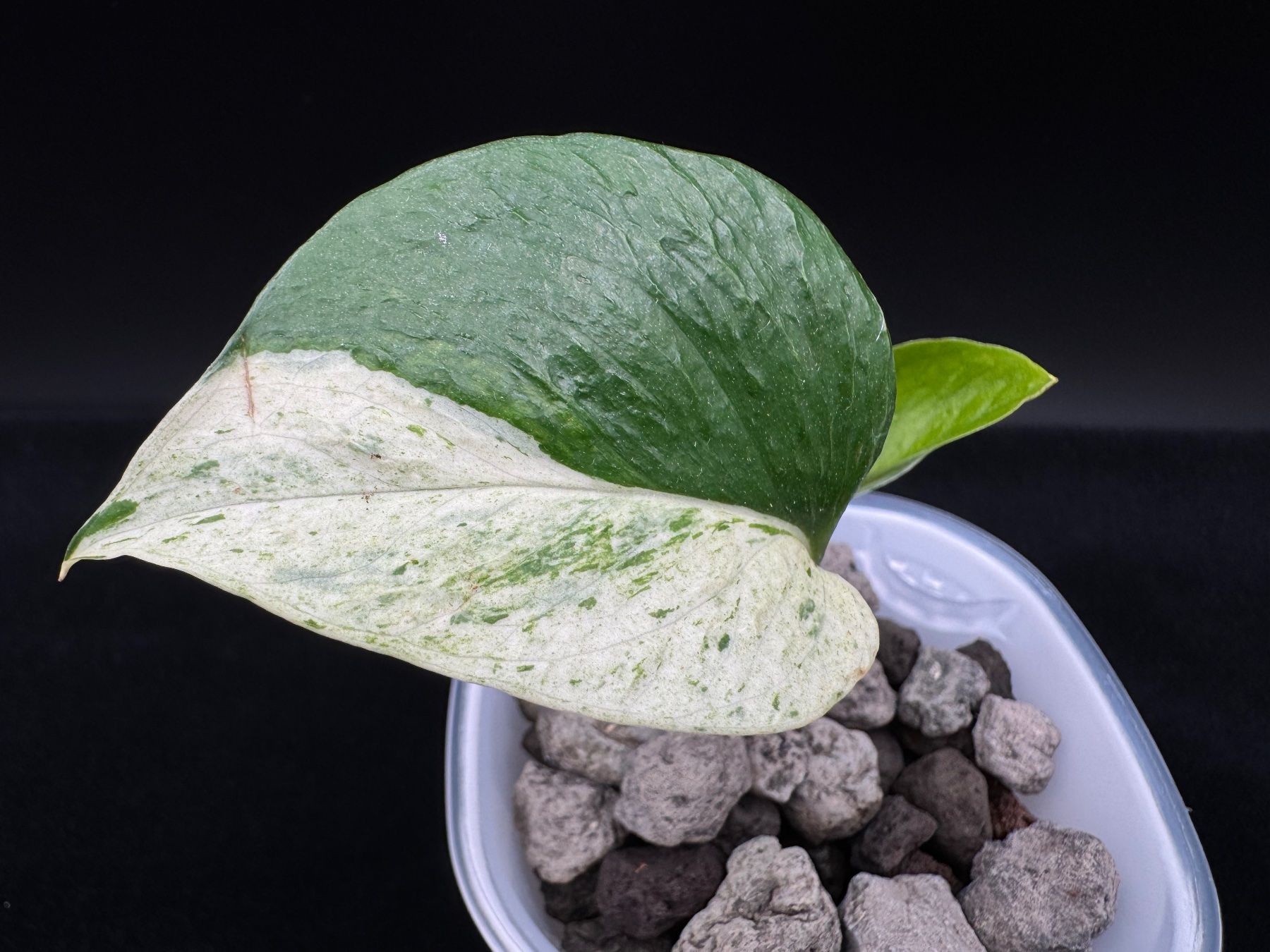 Plantes & graines: Epipremnum aureum 'Teruno Grace' in Semihydro – Neuf (Voir description) à Bühler par googelibear 1