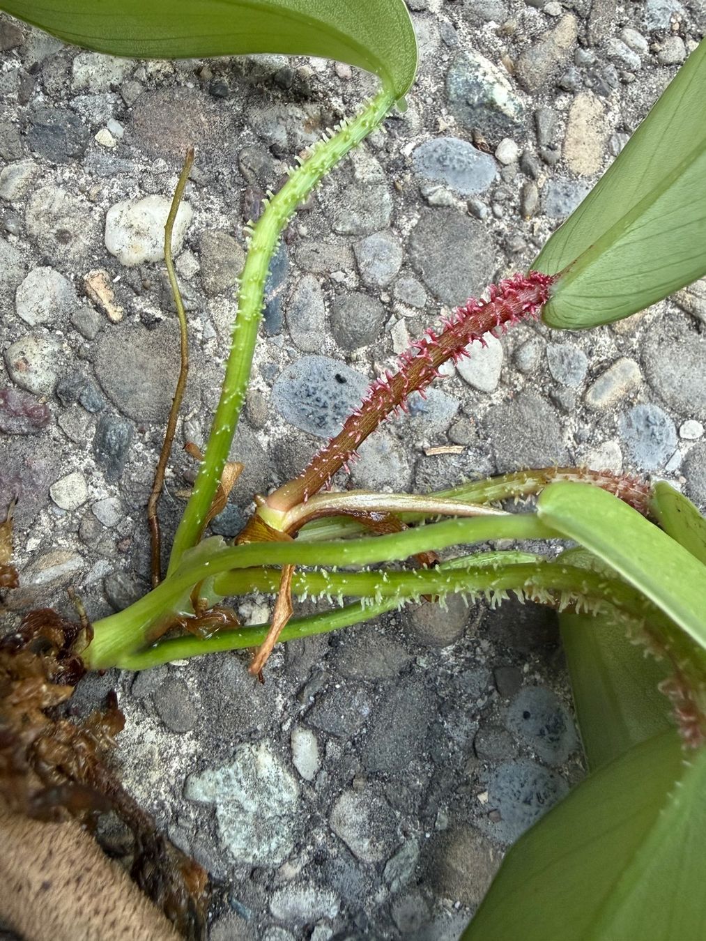 Piante & sementi: Philodendron squamiferum, Jungpflanze – Usato da Winterthur venduto da Aniger 3