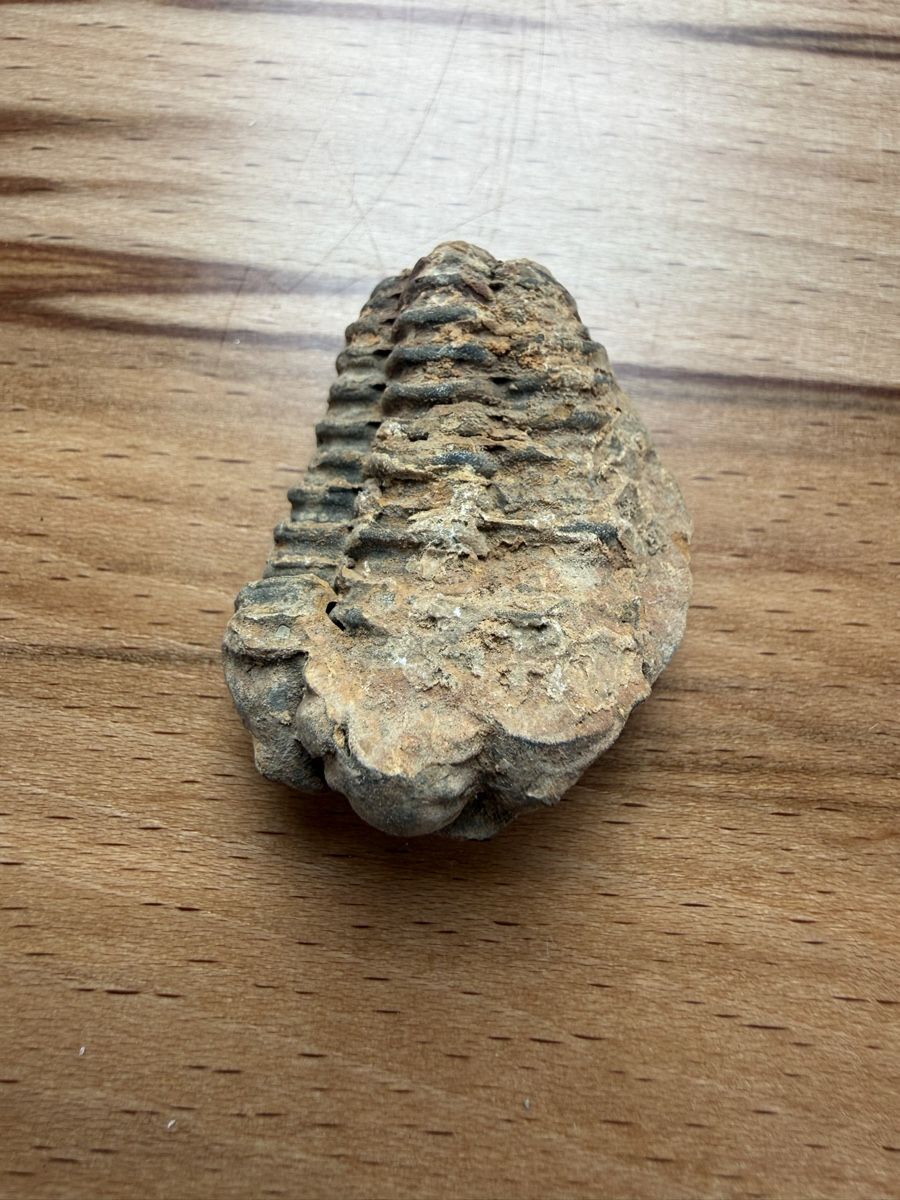 Fossilien: Trilobit – Gebraucht aus Grenchen von Bastet007 1