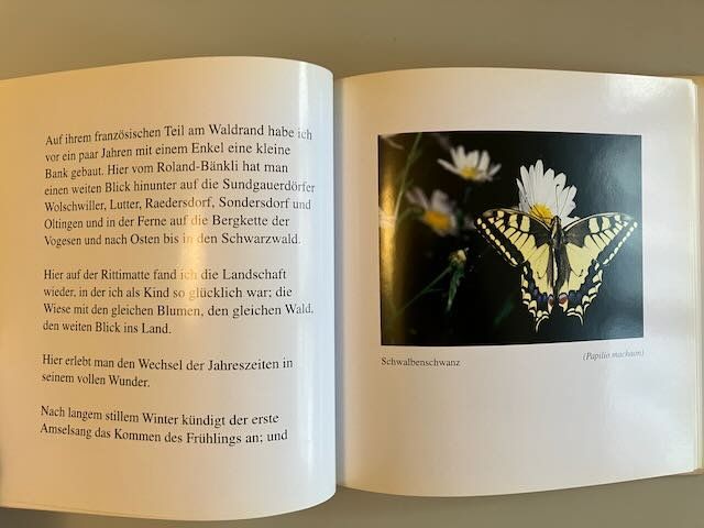 Libri: Buch: Lob des Schauens/ Albert Hofmann – Usato da Basel venduto da Bayo 5
