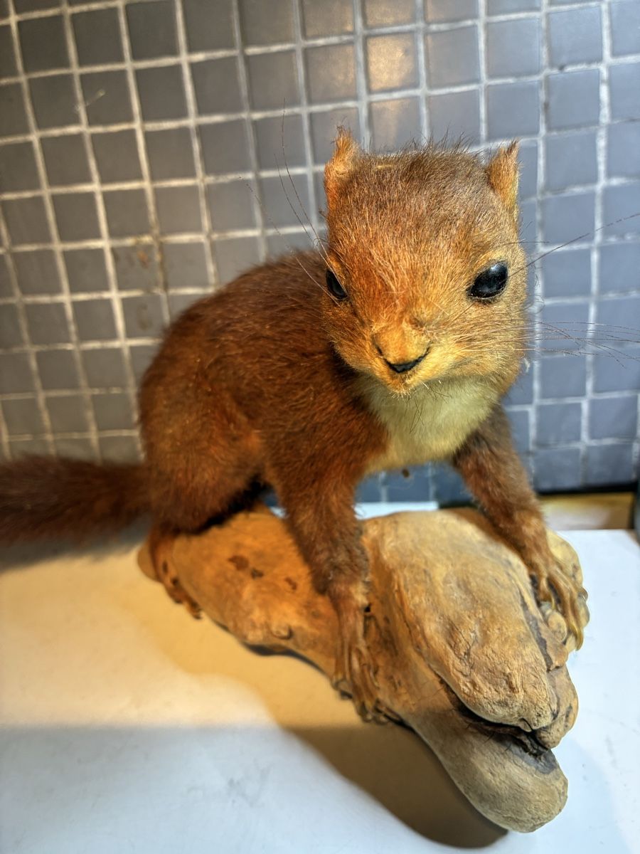 Il mondo degli animali: Écureuil naturalisé vintage - Eichhörnchen gestopft – Usato da La Neuveville venduto da Canelle4 2