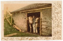 L 163 CPN No. 1000 BLICK AUS DEM STALL RINDER 1903