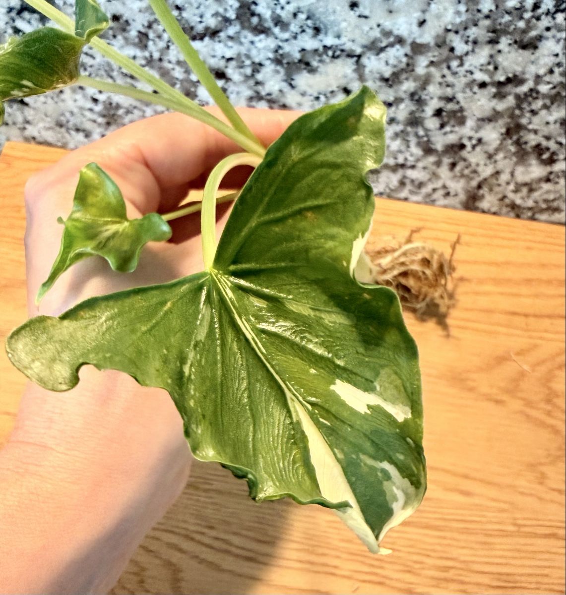 Piante & sementi: Alocasia Cucullata "Crinkles Albo" – Usato da Kaiseraugst venduto da dka_b97z 2