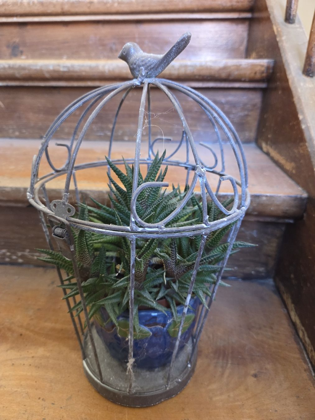 Pflanzen & Samen: Haworthia – Gebraucht aus Wädenswil von weihpos