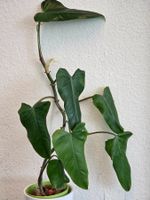 Philodendron domesticum, ca. 50 cm, in LECA