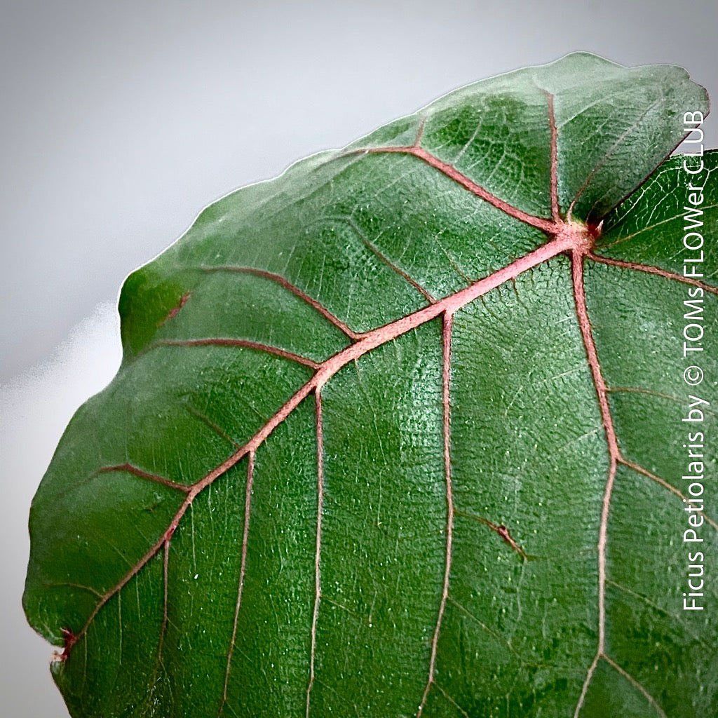 Piante & sementi: Ficus Petiolaris - Steinfeige in der Bonsai Schale – Nuovo e nell'imballaggio originale da Adliswil venduto da asTOMas963 9