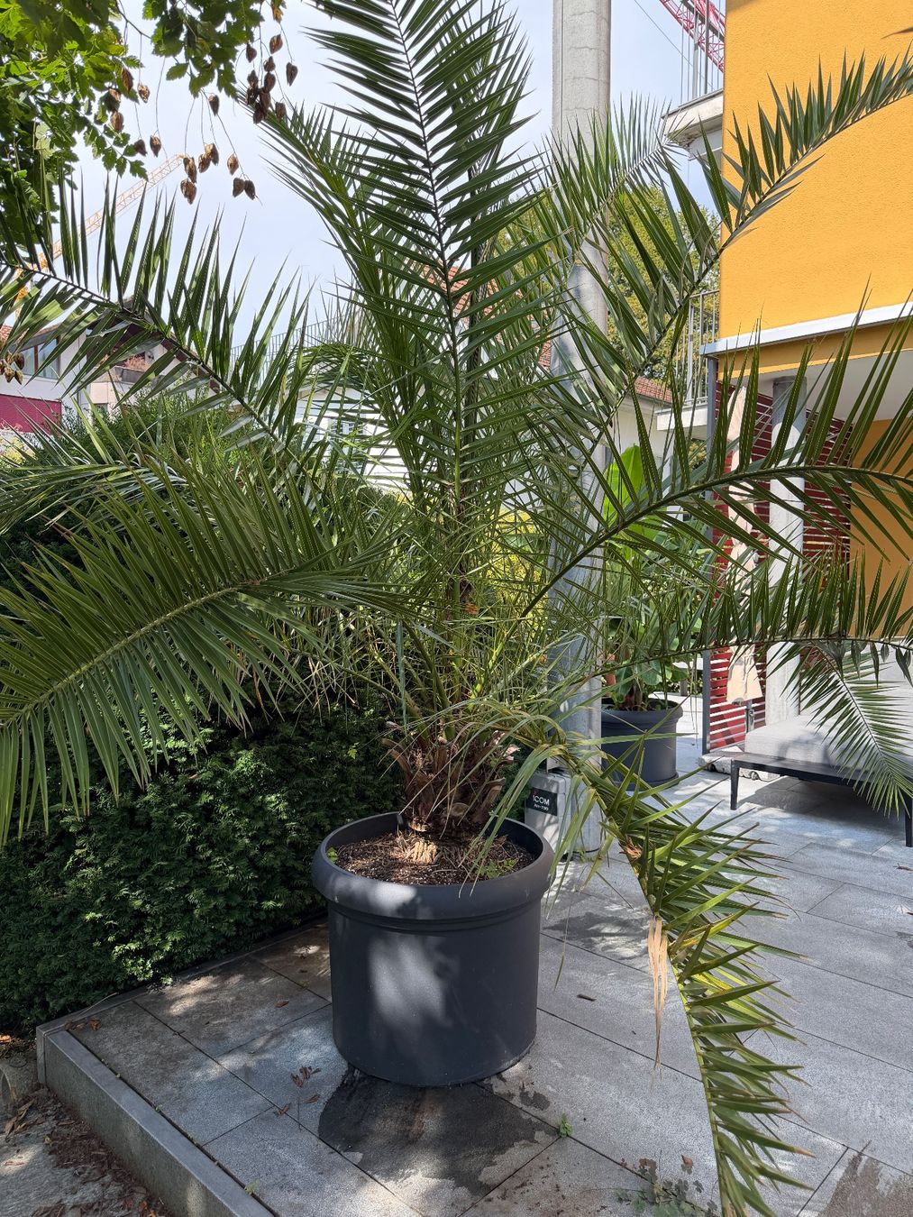 Piante & sementi: Palme – Usato da Zug venduto da brucor 2