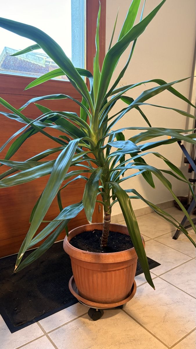 Plantes & graines: Yucca Palme im Topf mit Untersetzer – Neuf (Voir description) à Basel par ann_7w6q