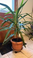 Yucca Palme im Topf mit Untersetzer