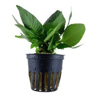 Aquarium Pflanzen Hygrophila corymbosa 'Compact'