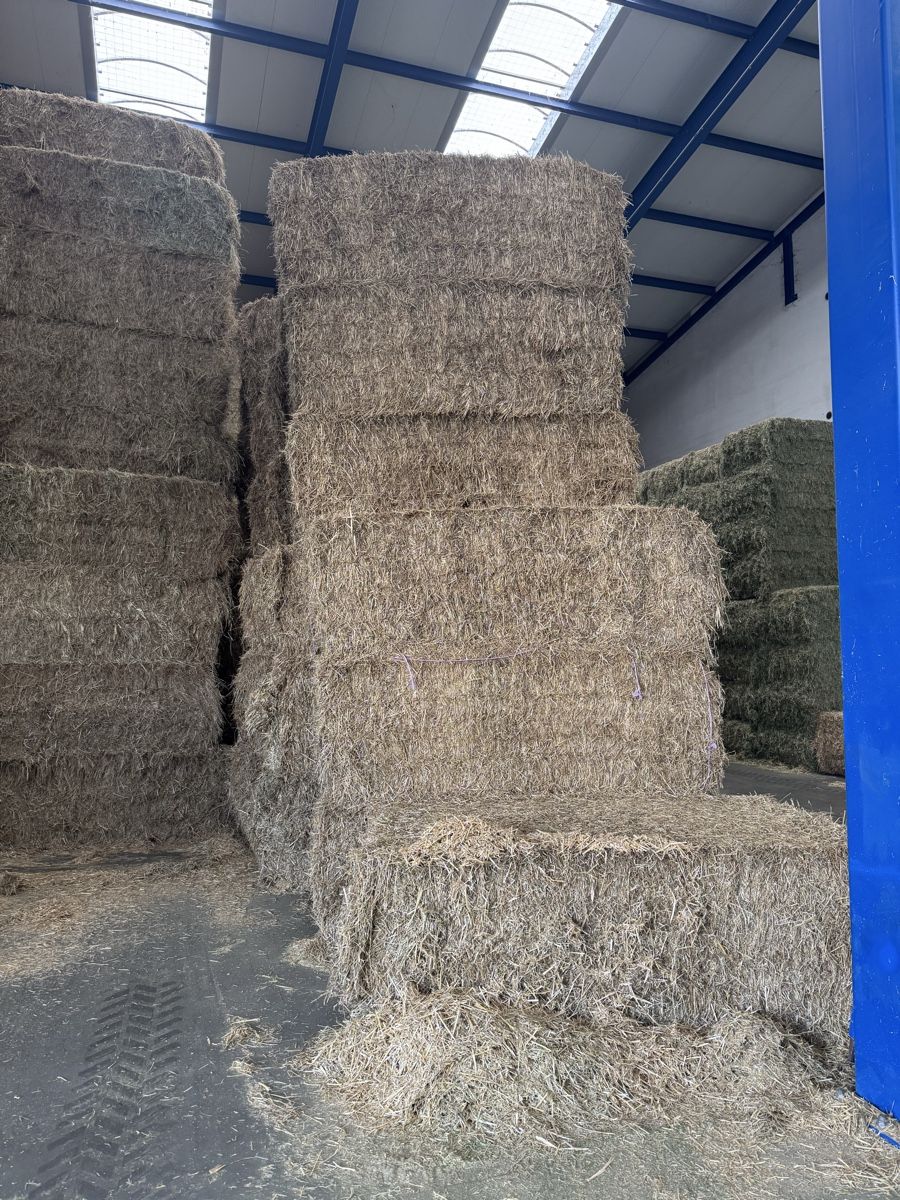 Nourriture: Pferdeheu – Neuf (Voir description) à St. Margarethen TG par FendtTom 3