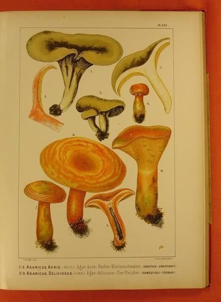 Libri: LES CHAMPIGNONS COMESTIBLES 1890 – Usato da Grüningen venduto da Kartensammler 6