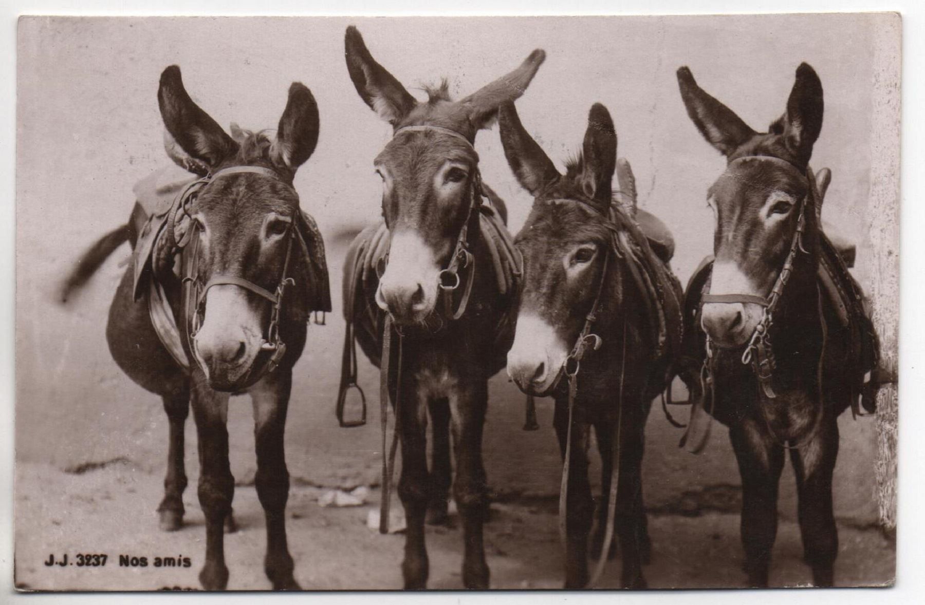 Cartes postales: 4 MAULTIERE Nos amis – D'occasion à Jona par philajona