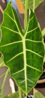 🤩Alocasia Frydek Rhizom 